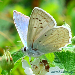 Polyommatus daphnis - Zahnflügel-Bläuling
