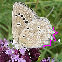 Polyommatus daphnis - Zahnflügel-Bläuling