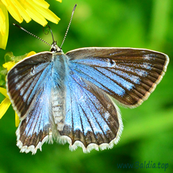 Polyommatus daphnis - Zahnflügel-Bläuling