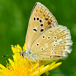 Polyommatus daphnis - Zahnflügel-Bläuling