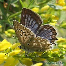Polyommatus daphnis - Zahnflügel-Bläuling