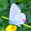 Cupido (Everes) decoloratus,sebrus,Cupido decolorata - Östlicher Kurzschwänziger Bläuling - Eastern Short-tailed Blue