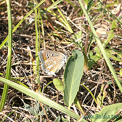 dorylas Eiablage