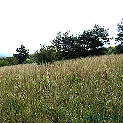 dorylas Habitat
