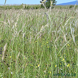 dorylas Habitat
