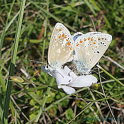 dorylas Kopula
