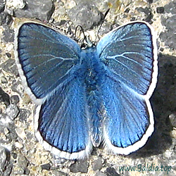 Polyommatus dorylas, Plebicula argester - Wundklee-Bläuling, Großer Wundklee-Bläuling, Hellrandiger Bläuling, Steinklee-Bläuling - Turquoise Blue - Niña turquesa - Azuré du mélilot, Argus turquoise