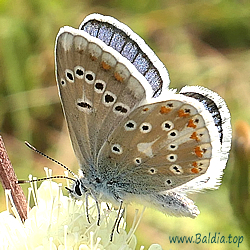 Polyommatus dorylas - Wundklee-Bläuling