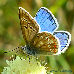 Polyommatus dorylas - Wundklee-Bläuling
