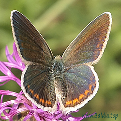 Polyommatus dorylas, Plebicula argester - Wundklee-Bläuling, Großer Wundklee-Bläuling, Hellrandiger Bläuling, Steinklee-Bläuling - Turquoise Blue - Niña turquesa - Azuré du mélilot, Argus turquoise