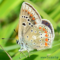 Polyommatus dorylas - Wundklee-Bläuling