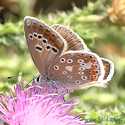 Polyommatus dorylas - Wundklee-Bläuling