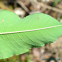 helle-Eier