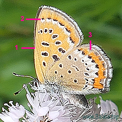 Lycaena helle - Blauschillernder Feuerfalter - Violet Copper - Manto violeta - Cuivré de la bistorte
