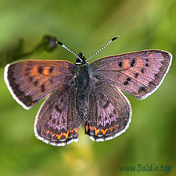 Lycaena helle - Blauschillernder Feuerfalter - Violet Copper - Manto violeta - Cuivré de la bistorte