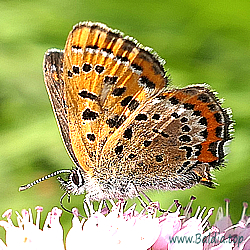 Lycaena helle - Blauschillernder Feuerfalter - Violet Copper - Manto violeta - Cuivré de la bistorte