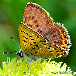Lycaena helle - Blauschillernder Feuerfalter - Violet Copper - Manto violeta - Cuivré de la bistorte