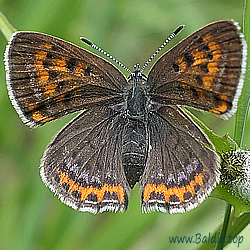 Lycaena helle - Blauschillernder Feuerfalter - Violet Copper - Manto violeta - Cuivré de la bistorte