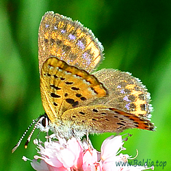 Lycaena helle - Blauschillernder Feuerfalter - Violet Copper - Manto violeta - Cuivré de la bistorte