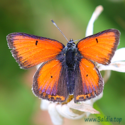 Lycaena hippothoe -  Lilagold-Feuerfalter