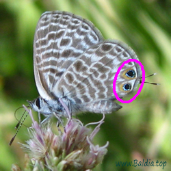 Hinterflügel mit metallisch blaueN Dots