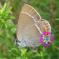 Hinterflügel mit metallisch blaueN Dots