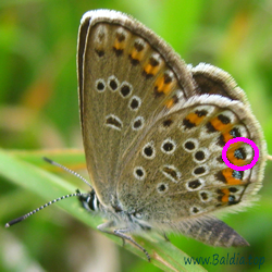 Hinterflügel mit metallisch blaueN Dots