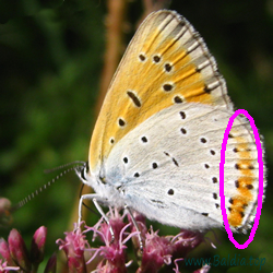 Hinterflügel mit Orange