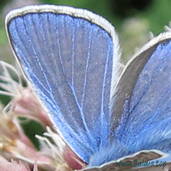 icarus f. icarinus