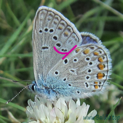 icarus f. icarinus