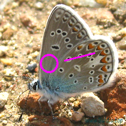icarus f. icarinus