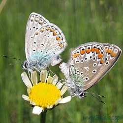 Polyommatus icarus - HauhechelBläuling, Gemeiner Bläuling, Ikarus-Bläuling - Common Blue - Dos puntos - Argus bleu, Azuré commun, Azuré de la Bugrane