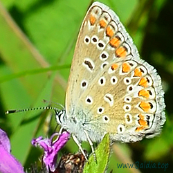 Polyommatus icarus - Hauhechelbläuling, Gemeiner Bläuling, Ikarus-Bläuling - Common Blue - Dos puntos - Argus bleu, Azuré commun, Azuré de la Bugrane