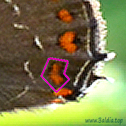 Satyrium ilicis - Brauner Eichenzipfelfalter