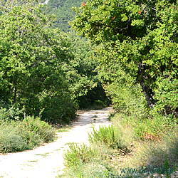 pirithous Habitat