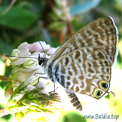 Leptotes pirithous - Kleiner Wanderbläuling