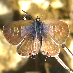 Leptotes pirithous - Kleiner Wanderbläuling