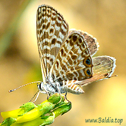 Leptotes pirithous - Kleiner Wanderbläuling