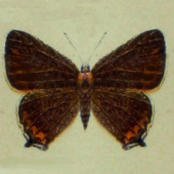 Papilio/Thecla/Nordmannia/Strymonidia/Fixsenia pruni, Papilio Prorsa - Pflaumen-Zipfelfalter - Black Hairstreak - Endrinera - Thècle du prunier, Thècle du coudrier