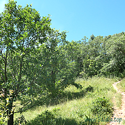 quercus Habitat