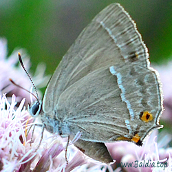 Favonius quercus - Blauer Eichen-Zipfelfalter