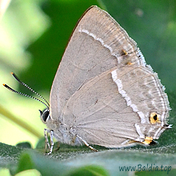 Favonius quercus - Blauer Eichen-Zipfelfalter