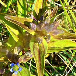 Eier an Kreuz-Enzian (Gentiana cruciata)