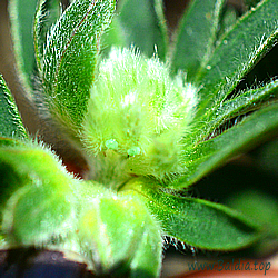 Eier: Callophrys rubi - Grüner Zipfelfalter, Brombeerzipfelfalter