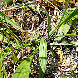 tityrus Eiablage 2