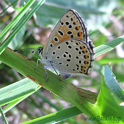 Lycaena tityrus - Brauner Feuerfalter, Schwefelvögelchen