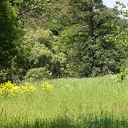 tityrus Habitat