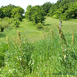 tityrus Habitat 3