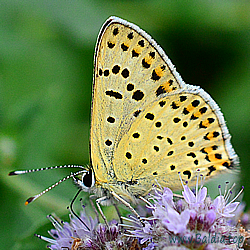 Lycaena tityrus - Brauner Feuerfalter, Schwefelvögelchen