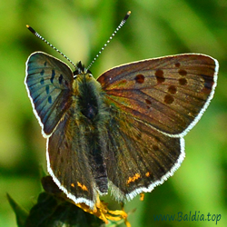 Lycaena tityrus - Brauner Feuerfalter, Schwefelvögelchen